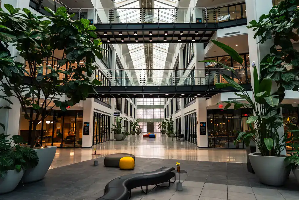 Large corporate atrium filled with giant Ficus trees