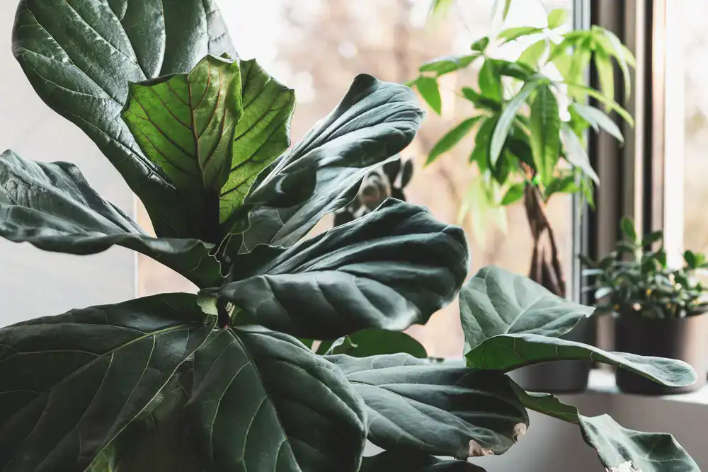 Bright modern office space with healthy large potted plants