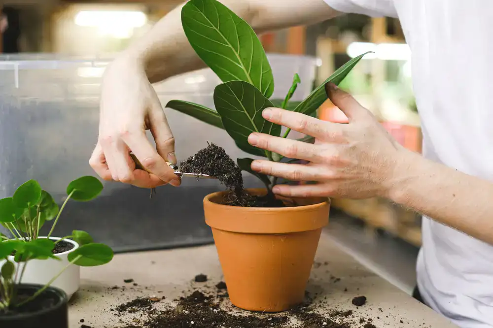 Professional inspecting and pruning a large office ficus