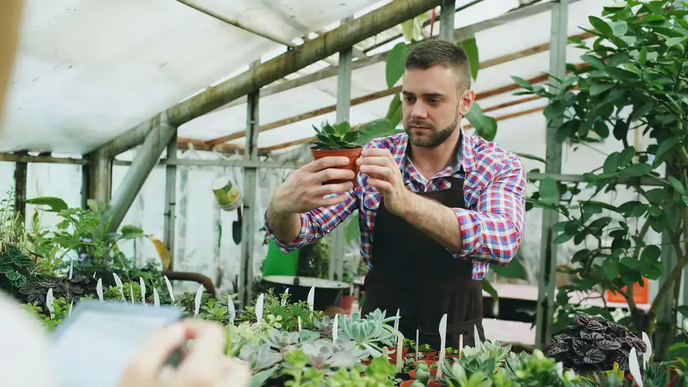 Horticulturist watering and inspecting an office plant