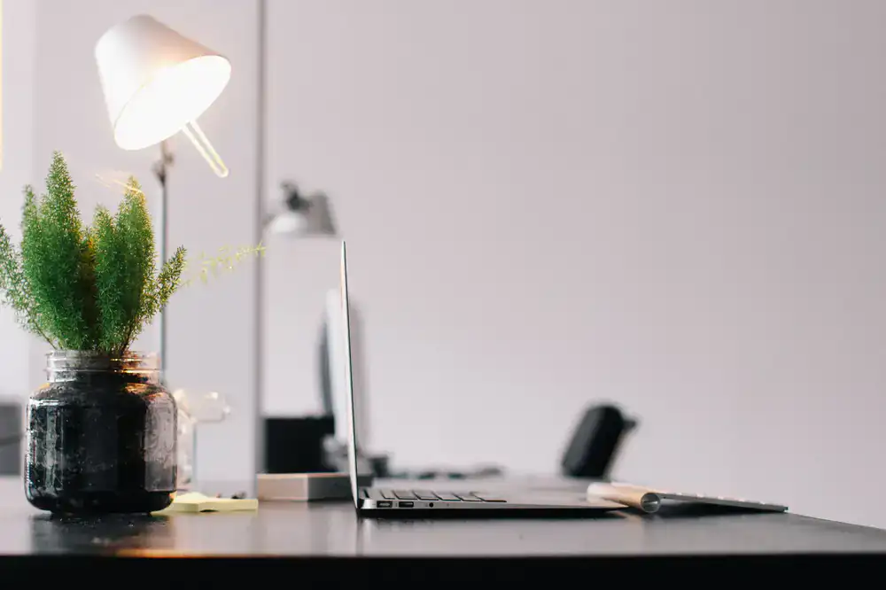 Vibrant, healthy replacement plant being staged on a modern office desk